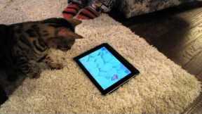 Game For Cats Test iPad App Bengal Linus Cat Tips
