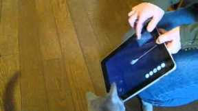 Kitten and iPad game App - Enjoy with cat -