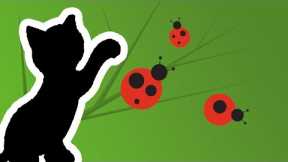 Cat Games App - Catch The Lady Bug Video (for cats only)