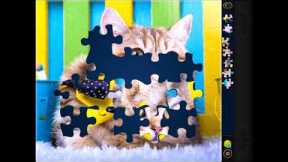 Magic Puzzles Jigsaw Puzzle App Game Cat with Bowtie iOS Mobile Gameplay