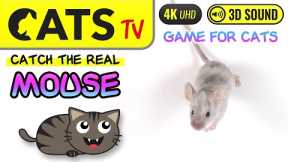 CAT GAMES  - Catch the REAL grey MOUSE 🐁😻 4K [Cats TV] 🕒 3 Hours
