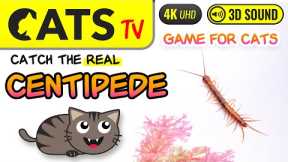 GAME FOR CATS - Catch Real Centipede 🙀🪱 4K [Cats TV]