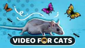 CAT GAMES - Mice, Birds, Ants, Butterflies, Squirrels | CAT & DOG TV.
