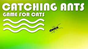 CAT GAMES - Catching Ants! INSECTS VIDEO FOR CATS | CAT TV.