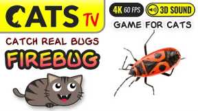 GAME FOR CATS - Real Firebugs 🙀🪳 TV & 3D Sounds for Cats 📺🎶🐱 4K 🔴 60FPS
