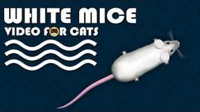 CAT GAMES - Catching White Mice! Mouse Video for Cats to Watch.