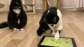 Cats React To 'CATCHING MICE' Game On Ipad