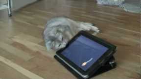 Cat plays with Catch the Mouse on iPad