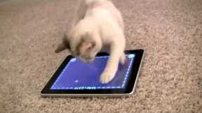 iPad Game for Cats: The World's Greatest Video Game (for cats, not humans)