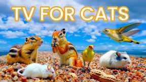 Cat TV ~ Mice Games for Cats to Watch PURRFECT ⭐ 24 HOURS ⭐