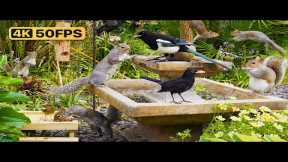 🔴 Birds for Cats to Watch 😺 Cat TV & Cat Games 24/7 🐿 Bird & Squirrel Videos for Cats & Dogs