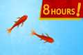 CAT GAMES - CATCHING FISH 8-HOUR