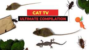 CATS TV - ULTIMATE Games Compilation for CATS & DOGS (Realistic Cat Games Mix) - 3 HOURS