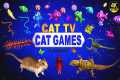 CAT GAMES | ULTIMATE CAT TV