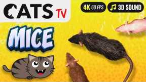 Game for cat - Catching Mice 🐭😻 CATS TV 📺 3 HOURS