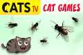 CAT GAMES - Catching HOUSEFLY 🙀🪰 